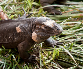 this is a close up of a  rhinoceros iguana