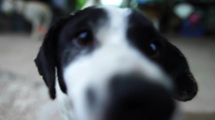 White and black dogs have a pleasant behavior footage slow motion