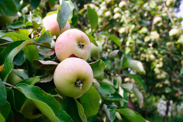 Ripe apples on an apple tree in a garden in a garden.