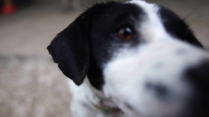 White and black dogs have a pleasant behavior footage slow motion