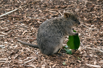 this is a close up of a quokka