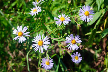 Blue camomile asters in the garden, aster amellus.