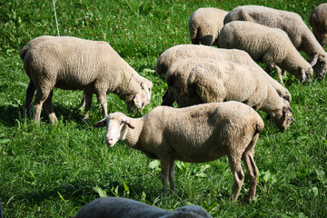 Fototapeta premium Sheeps in region Eifel in Germany