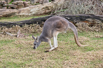 Naklejka na ściany i meble a red kangaroo walking