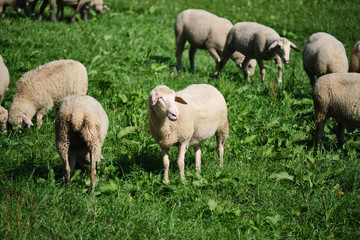 Naklejka na ściany i meble Sheeps in region Eifel in Germany