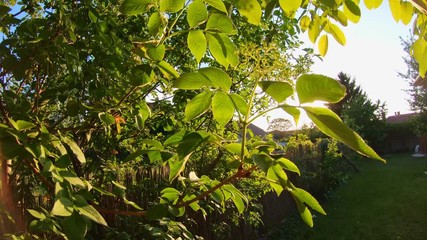 Fresh Stem on the tree