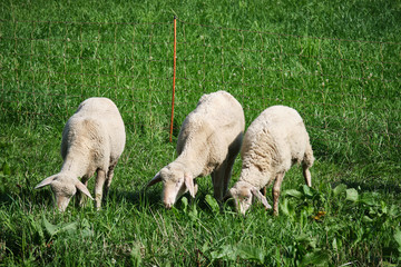 Sheeps in region Eifel in Germany