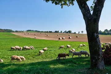 Naklejka na ściany i meble Sheeps in region Eifel in Germany