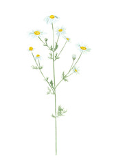 Watercolor hand drawn botanical illustration with wild field or meadow flower Chamomile  (Matricaria Chamomilla, Matricaria Recutita) isolated on white background. - obrazy, fototapety, plakaty