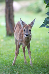 Deer Fawn (Capreolus capreolus, Reh, Kitz, Rehkitz)