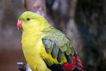 this is a male regent parrot