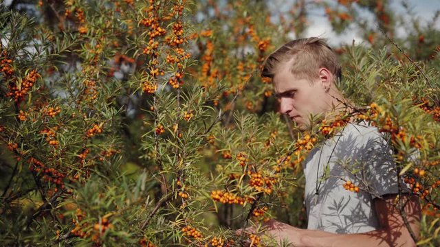 A young man surrounded by bushes of sea buckthorn, takes some and brings them to his mouth