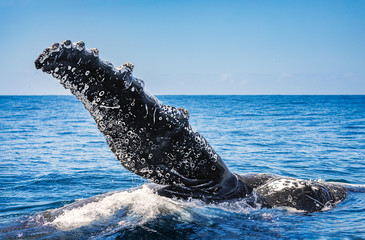 Humpback whale with one pectoral fin fully out of the water swimming at the surface