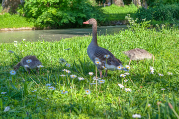 geese grazing on the meadow with flowers