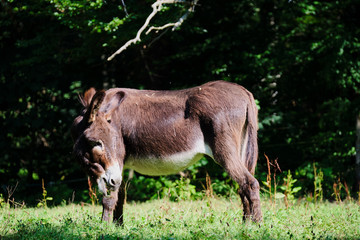 Image of a donkey