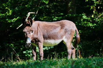 Image of a donkey