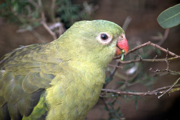 this is a female regent parrot