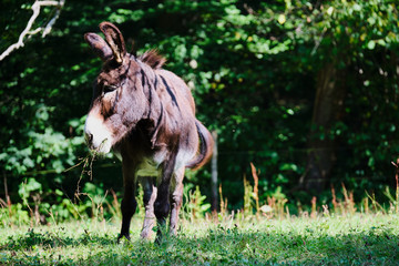 Obraz na płótnie Canvas Image of a donkey