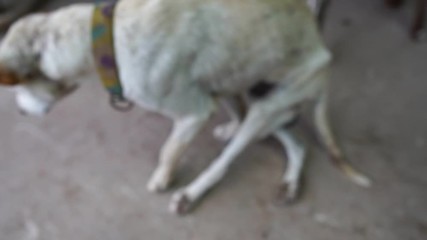 White dog with leg disabilities footage slow motion