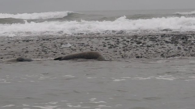 A seal lying on the sands in a logon at Diamond beach.