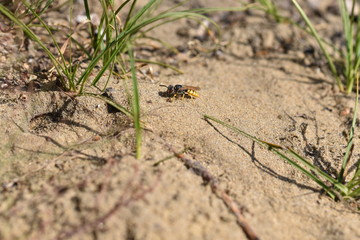 Bienenwolf Philanthus triangulum