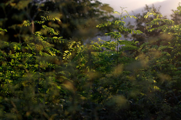 Vegetation of a forest