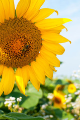 bright sunflowers on a large field on a sunny day