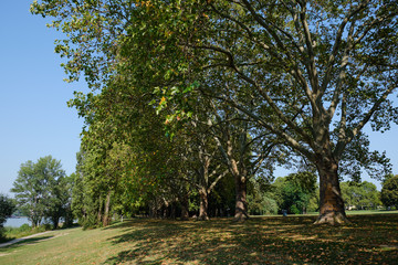 Parks with trees and meadows Bonn