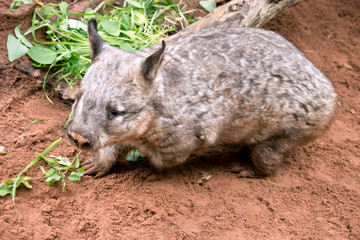 hairy nosed wombat in sand