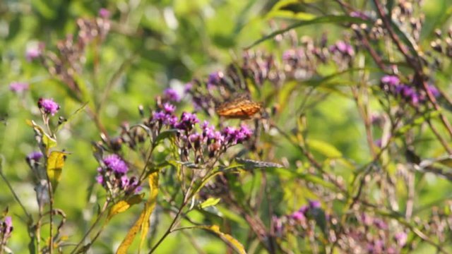 butterfly on a flower