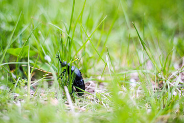 black bug beetle on the grass