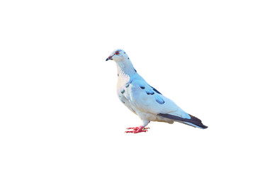 Pigeon close-up on an isolated background