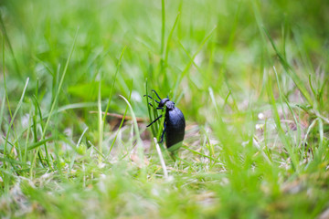 black beetle, bug in the grass