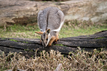 a joey yellow footed rock wallaby on a log