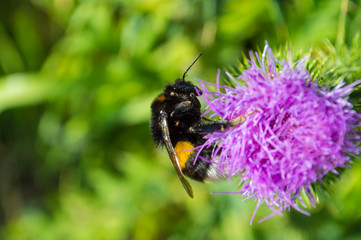 Bumblebee on a flower