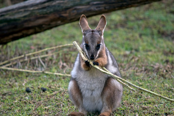a joey yellow footed rock wallaby eating
