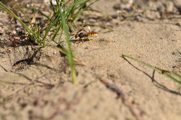 Philanthus triangulum Bienenwolf Grabwespe