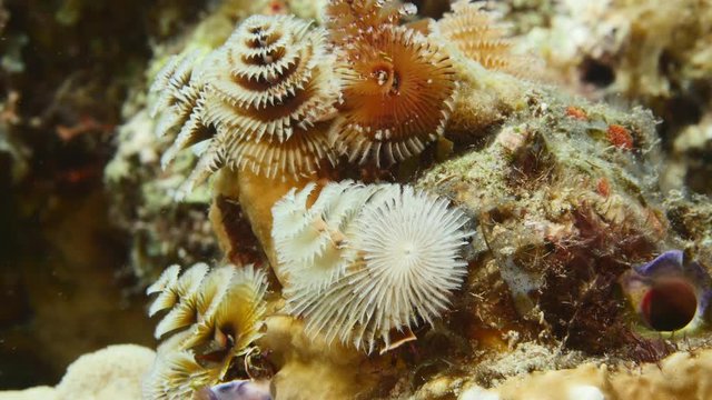 Close up of Christmas Tree  Worm in coral reef of the Caribbean Sea around Curacao