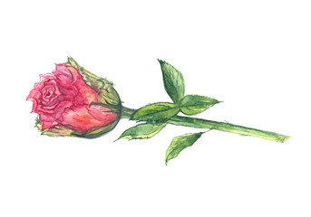 Watercolor hand drawn pink rose isolated on white background.  Separate rose.
