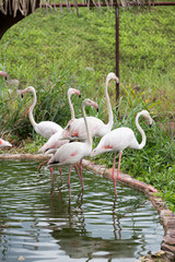 Caribbean flamingos in khonken zoo