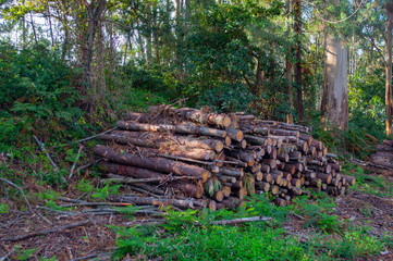 Troncos de madera apilados / Stacked wood logs. Leña