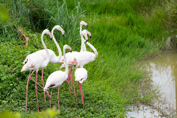 Caribbean flamingos in khonken zoo