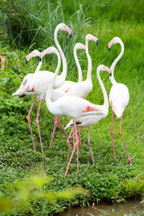 Caribbean flamingos in khonken zoo