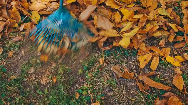 Gardener raking fallen autumnal leaves UHD 4K Clog footage