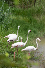 Pink flamingos in khonken zoo