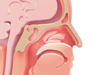 3D enlarged image of the anatomical illustration of the empty human head, Otorhinolaryngology (ENT). White background.