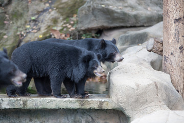 Malayan sun bear, Honey bear