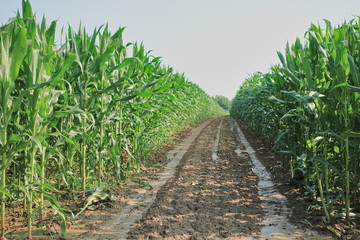 Corn field after watering. Dirt between rows