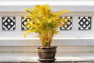  Dypsis lutescens plant in a pot.Common nane Golden cane palm,Areca palm,Yellow palm or Butterfly palm.