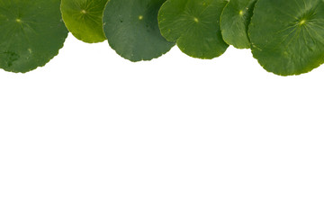Asiatic Leaf Herb gotu kola, indian pennywort, centella asiatica, tropical herb isolated on white...